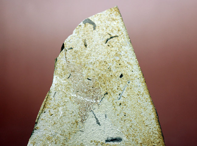中国遼寧省産、白亜紀前期のヤゴ化石（トンボの幼虫）。65ミリ、大きい！（その5）