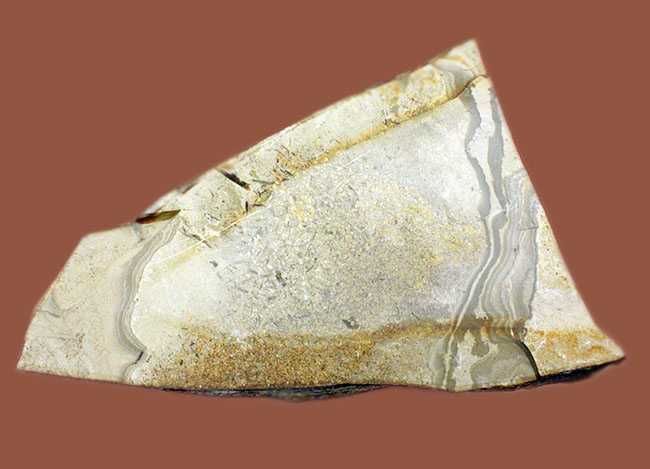 中国遼寧省産、白亜紀前期のヤゴ化石（トンボの幼虫）。65ミリ、大きい！（その7）