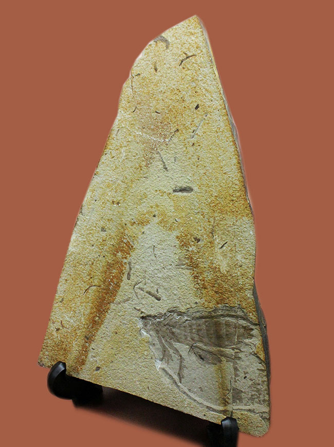 中国遼寧省産、白亜紀前期のヤゴ化石（トンボの幼虫）。65ミリ、大きい！（その8）