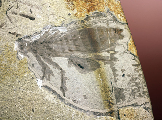 中国遼寧省産、白亜紀前期のヤゴ化石（トンボの幼虫）。65ミリ、大きい！（その9）