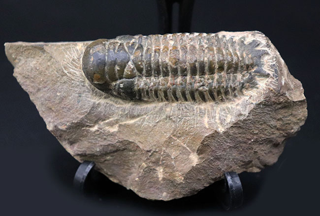 モロッコ産のデボン紀の地層より出でた三葉虫、クロタロセファルス・ギブス(Crotalocephalus gibbus)(その1)