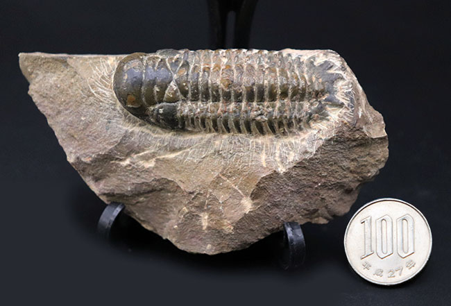 モロッコ産のデボン紀の地層より出でた三葉虫、クロタロセファルス・ギブス(Crotalocephalus gibbus)(その10)