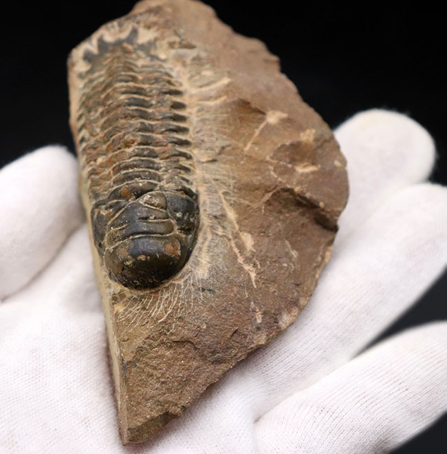 モロッコ産のデボン紀の地層より出でた三葉虫、クロタロセファルス・ギブス(Crotalocephalus gibbus)(その2)