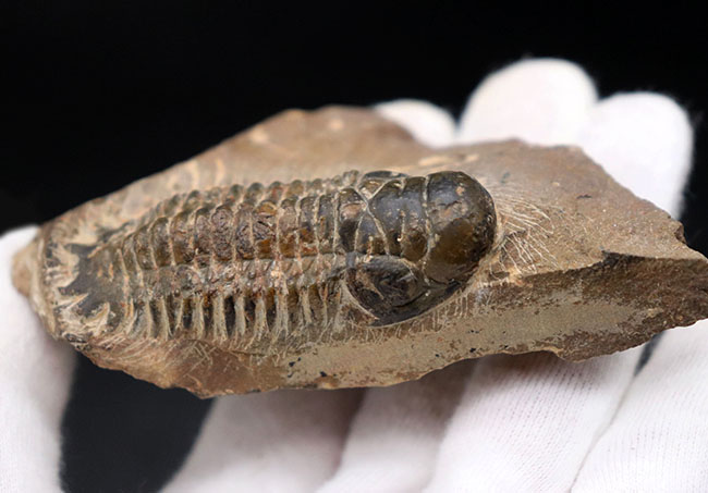 モロッコ産のデボン紀の地層より出でた三葉虫、クロタロセファルス・ギブス(Crotalocephalus gibbus)(その3)