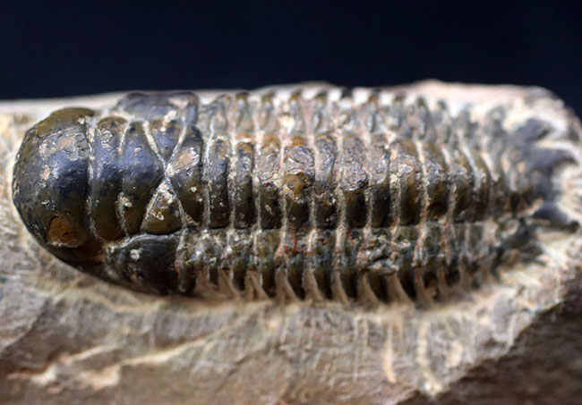 モロッコ産のデボン紀の地層より出でた三葉虫、クロタロセファルス・ギブス（Crotalocephalus gibbus）（その4）