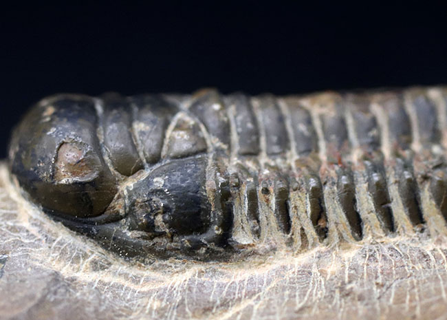 モロッコ産のデボン紀の地層より出でた三葉虫、クロタロセファルス・ギブス(Crotalocephalus gibbus)(その5)