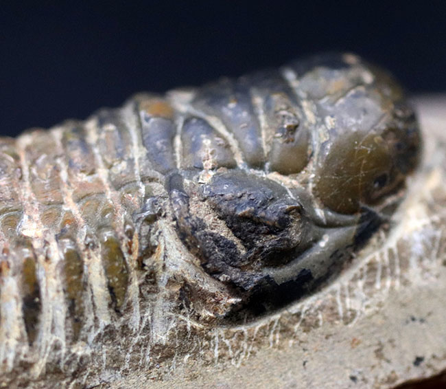 モロッコ産のデボン紀の地層より出でた三葉虫、クロタロセファルス・ギブス(Crotalocephalus gibbus)(その6)