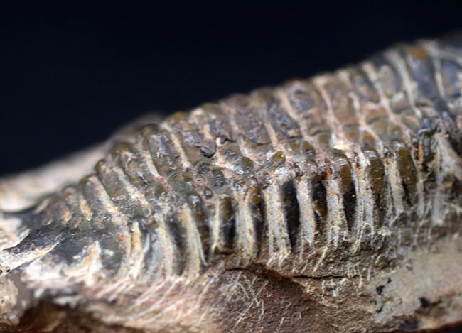 モロッコ産のデボン紀の地層より出でた三葉虫、クロタロセファルス・ギブス(Crotalocephalus gibbus)(その7)