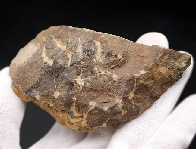 モロッコ産のデボン紀の地層より出でた三葉虫、クロタロセファルス・ギブス(Crotalocephalus gibbus)(その8)