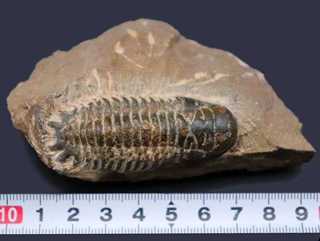 モロッコ産のデボン紀の地層より出でた三葉虫、クロタロセファルス・ギブス(Crotalocephalus gibbus)(その9)