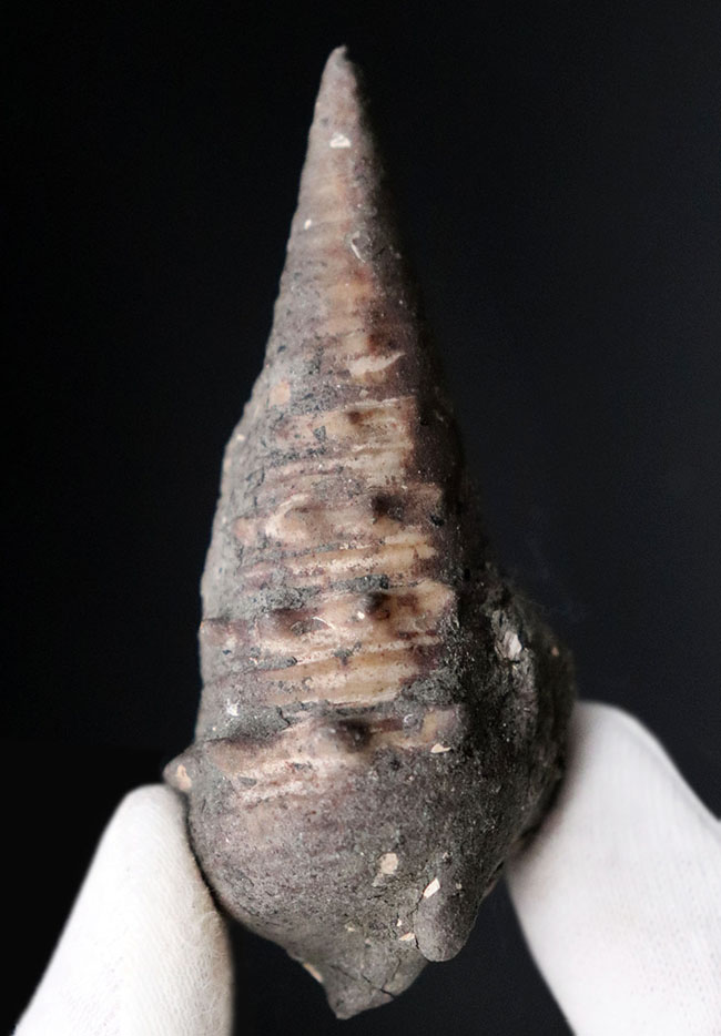かつて本州が亜熱帯性の気候であった可能性を示唆する、絶滅巻き貝、ビカリア(Vicarya)の化石(その2)