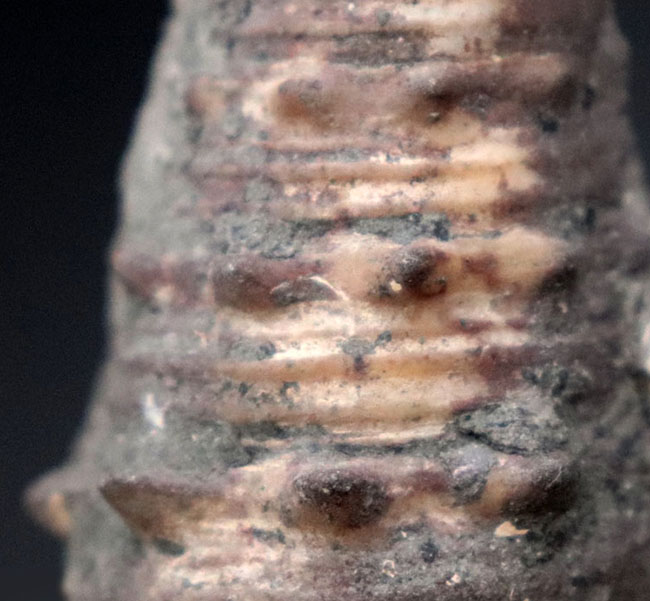 かつて本州が亜熱帯性の気候であった可能性を示唆する、絶滅巻き貝、ビカリア(Vicarya)の化石(その4)