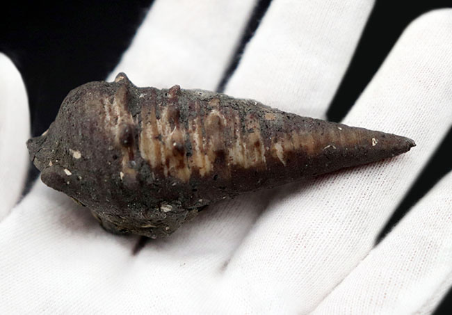 かつて本州が亜熱帯性の気候であった可能性を示唆する、絶滅巻き貝、ビカリア(Vicarya)の化石(その5)