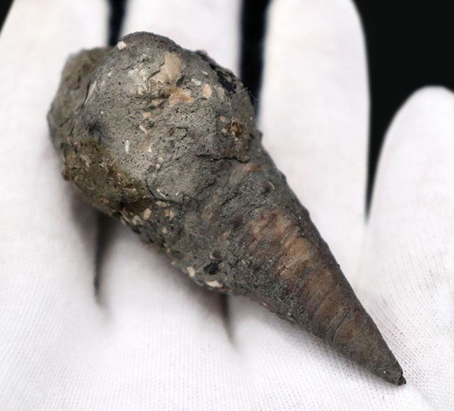 ビカリアの化石 かつて本州が亜熱帯性の気候であった可能性を示唆する、絶滅巻き貝