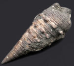 かつて本州が亜熱帯性の気候であった可能性を示唆する、絶滅巻き貝、ビカリア（Vicarya）の化石
