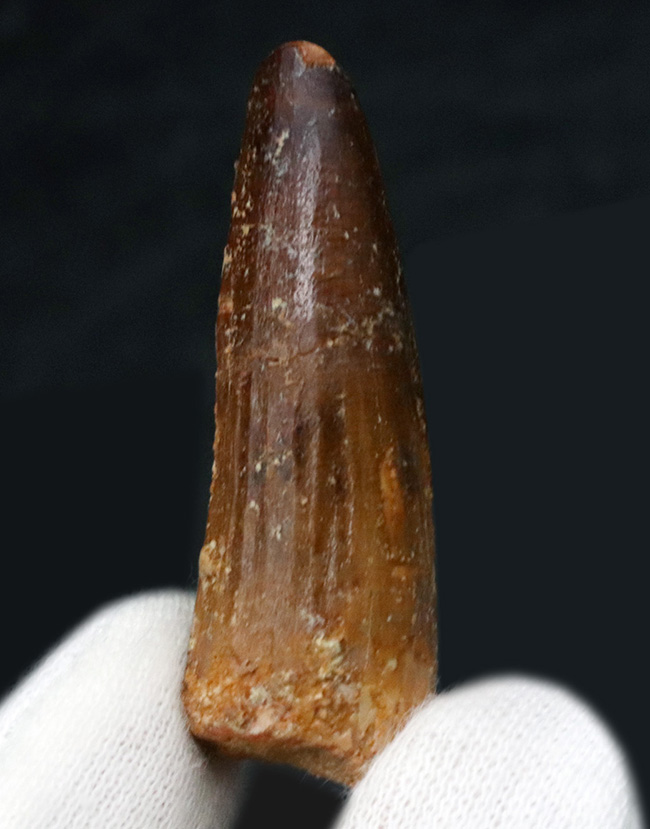 1億年前の北アフリカのデルタの王者、スピノサウルス(Spinosaurus)の歯化石(その1)
