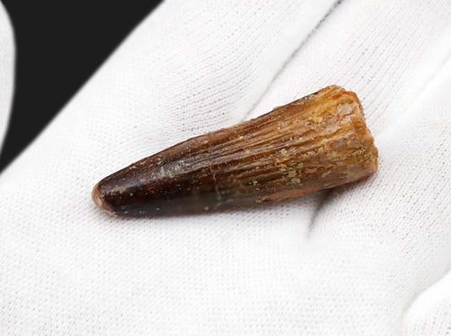1億年前の北アフリカのデルタの王者、スピノサウルス(Spinosaurus)の歯化石(その2)