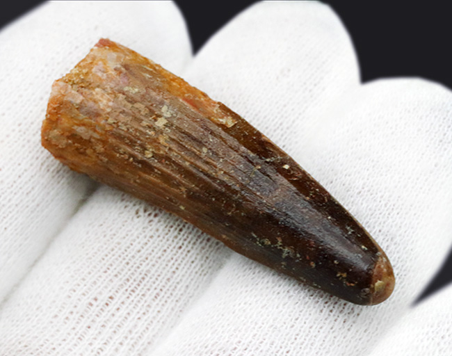 1億年前の北アフリカのデルタの王者、スピノサウルス(Spinosaurus)の歯化石(その3)