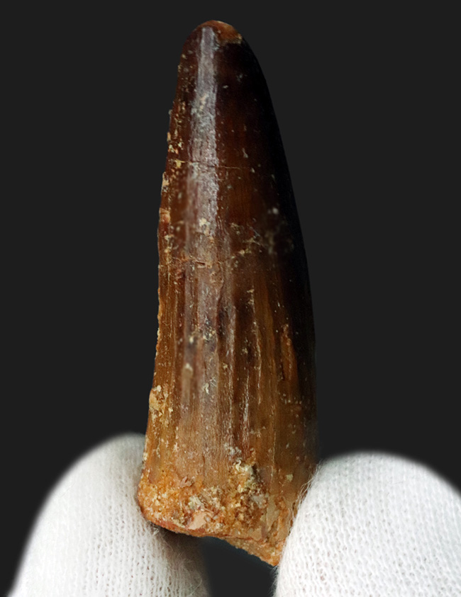 1億年前の北アフリカのデルタの王者、スピノサウルス(Spinosaurus)の歯化石(その5)