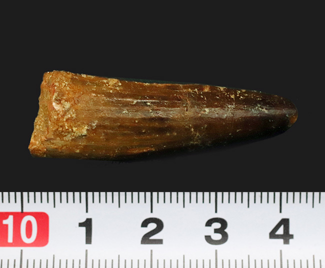 1億年前の北アフリカのデルタの王者、スピノサウルス(Spinosaurus)の歯化石(その7)