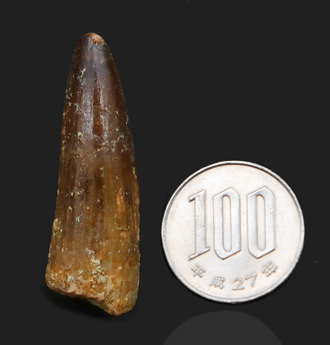 1億年前の北アフリカのデルタの王者、スピノサウルス(Spinosaurus)の歯化石(その8)
