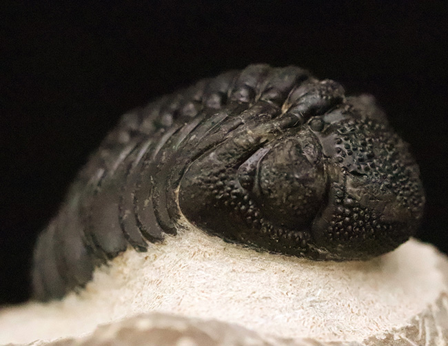 素晴らしい保存状態と、精緻にクリーニングされたディテールが圧巻！ベテラン職人の手によって仕上げられた、三葉虫ペディノパリオプス（Pedinopariops）の上質標本（その1）