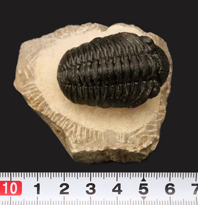 素晴らしい保存状態と、精緻にクリーニングされたディテールが圧巻！ベテラン職人の手によって仕上げられた、三葉虫ペディノパリオプス（Pedinopariops）の上質標本（その11）