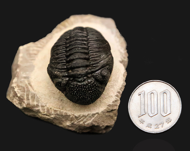 素晴らしい保存状態と、精緻にクリーニングされたディテールが圧巻！ベテラン職人の手によって仕上げられた、三葉虫ペディノパリオプス（Pedinopariops）の上質標本（その12）