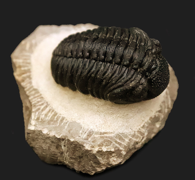 素晴らしい保存状態と、精緻にクリーニングされたディテールが圧巻！ベテラン職人の手によって仕上げられた、三葉虫ペディノパリオプス（Pedinopariops）の上質標本（その3）