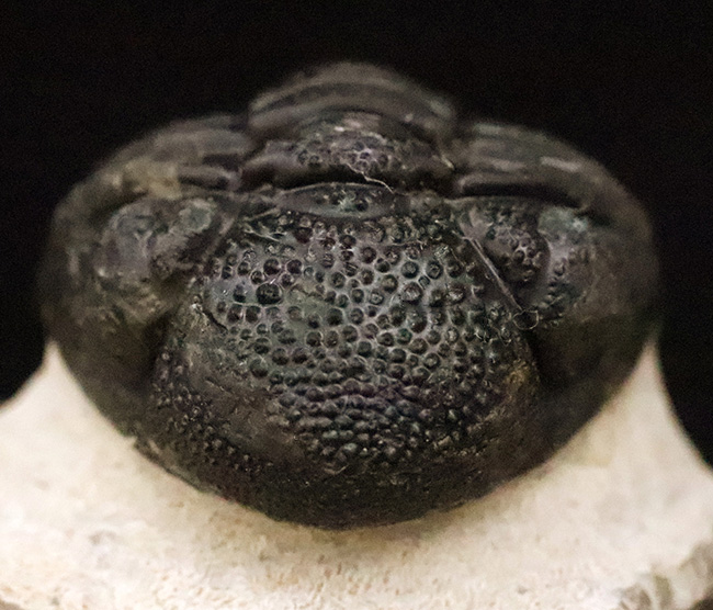 素晴らしい保存状態と、精緻にクリーニングされたディテールが圧巻！ベテラン職人の手によって仕上げられた、三葉虫ペディノパリオプス（Pedinopariops）の上質標本（その4）