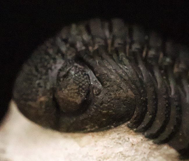 素晴らしい保存状態と、精緻にクリーニングされたディテールが圧巻！ベテラン職人の手によって仕上げられた、三葉虫ペディノパリオプス（Pedinopariops）の上質標本（その5）