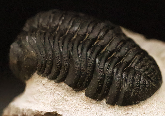 素晴らしい保存状態と、精緻にクリーニングされたディテールが圧巻！ベテラン職人の手によって仕上げられた、三葉虫ペディノパリオプス（Pedinopariops）の上質標本（その6）