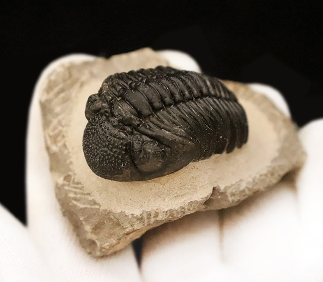 素晴らしい保存状態と、精緻にクリーニングされたディテールが圧巻！ベテラン職人の手によって仕上げられた、三葉虫ペディノパリオプス（Pedinopariops）の上質標本（その7）