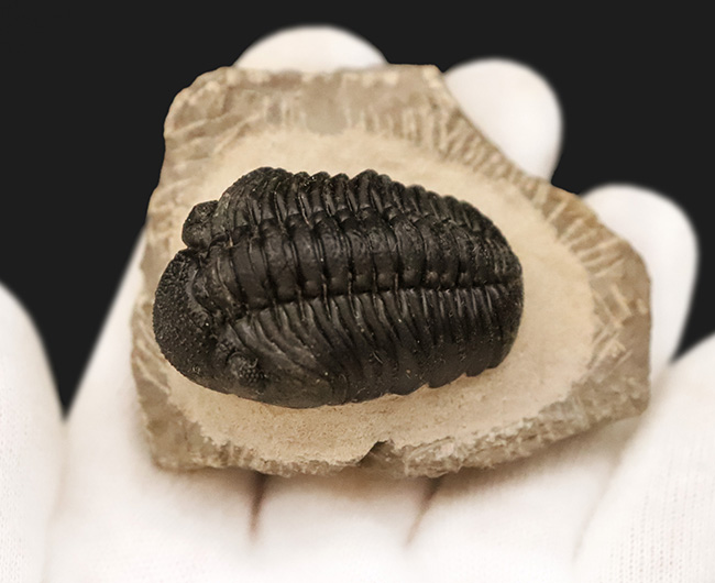 素晴らしい保存状態と、精緻にクリーニングされたディテールが圧巻！ベテラン職人の手によって仕上げられた、三葉虫ペディノパリオプス（Pedinopariops）の上質標本（その8）