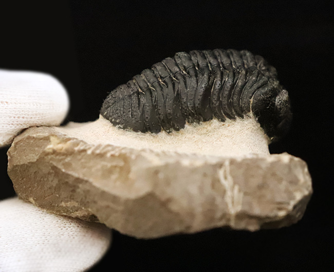 素晴らしい保存状態と、精緻にクリーニングされたディテールが圧巻！ベテラン職人の手によって仕上げられた、三葉虫ペディノパリオプス（Pedinopariops）の上質標本（その9）