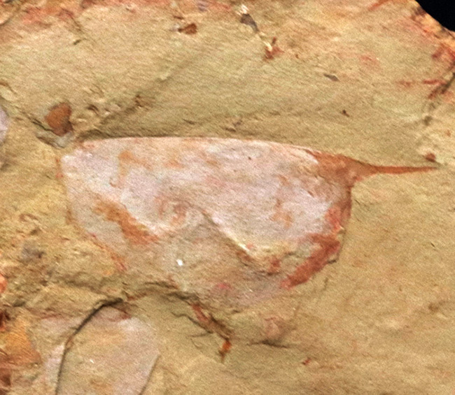 カンブリアモンスター！半円形の甲羅で知られるイソキシス（Isoxys curvirostratus）の上質化石。特徴的な縁部の棘も保存！（その1）