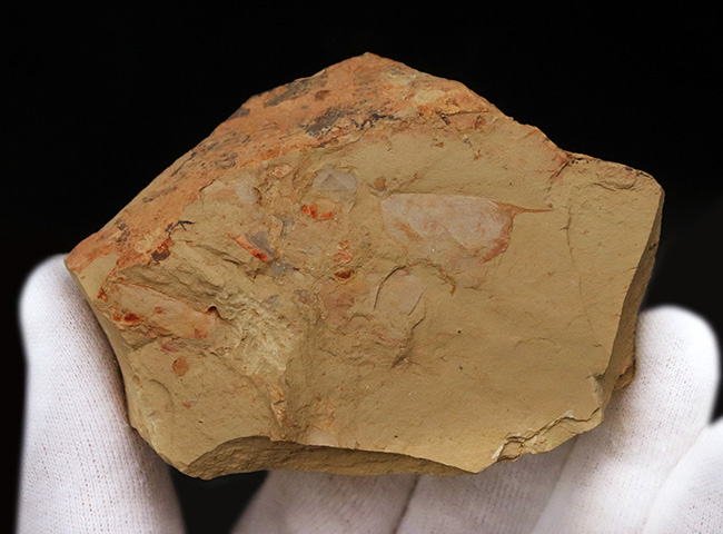 カンブリアモンスター！半円形の甲羅で知られるイソキシス（Isoxys curvirostratus）の上質化石。特徴的な縁部の棘も保存！（その3）
