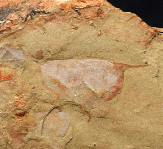 カンブリアモンスター！半円形の甲羅で知られるイソキシス（Isoxys curvirostratus）の上質化石。特徴的な縁部の棘も保存！（その4）