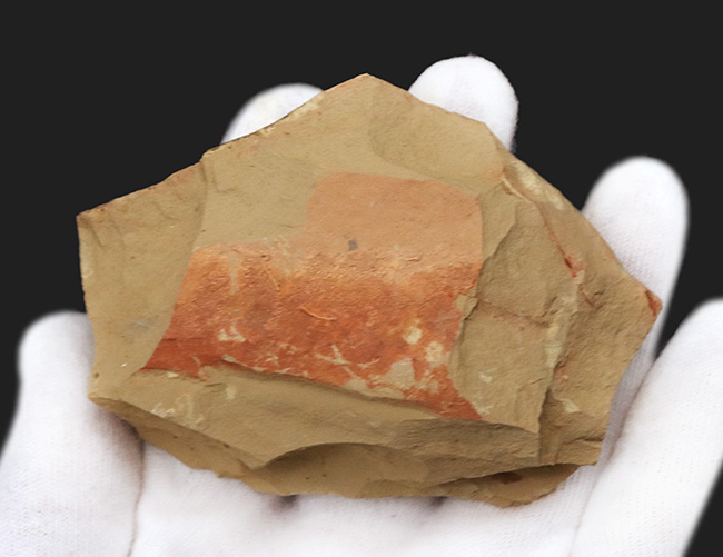 カンブリアモンスター！半円形の甲羅で知られるイソキシス（Isoxys curvirostratus）の上質化石。特徴的な縁部の棘も保存！（その5）