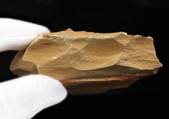 カンブリアモンスター！半円形の甲羅で知られるイソキシス（Isoxys curvirostratus）の上質化石。特徴的な縁部の棘も保存！（その6）