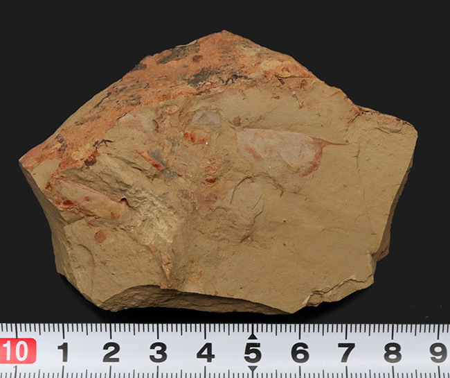 カンブリアモンスター！半円形の甲羅で知られるイソキシス（Isoxys curvirostratus）の上質化石。特徴的な縁部の棘も保存！（その7）