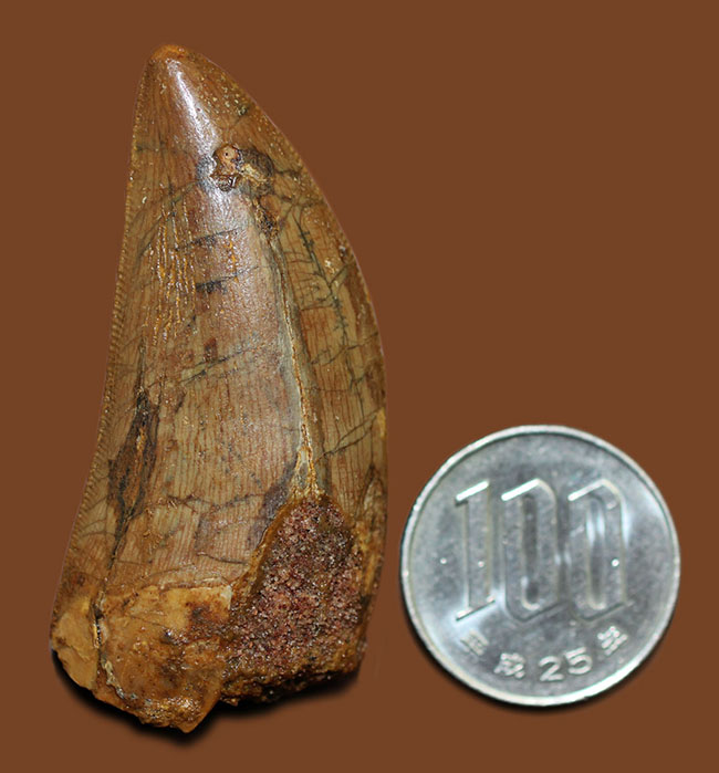 セレーションよし、エナメル質よし、形よし、サイズあり。四拍子揃ったコレクションレベルのカルカロドントサウルスの歯化石（その13）