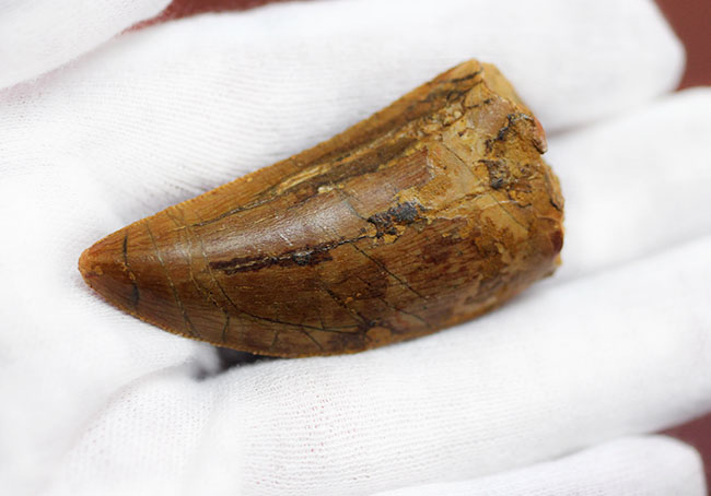 カルカロドントサウルスの歯 化石 約4センチ 楽天市場】【送料無料】【カルカロドントサウルス/歯/化石/恐竜