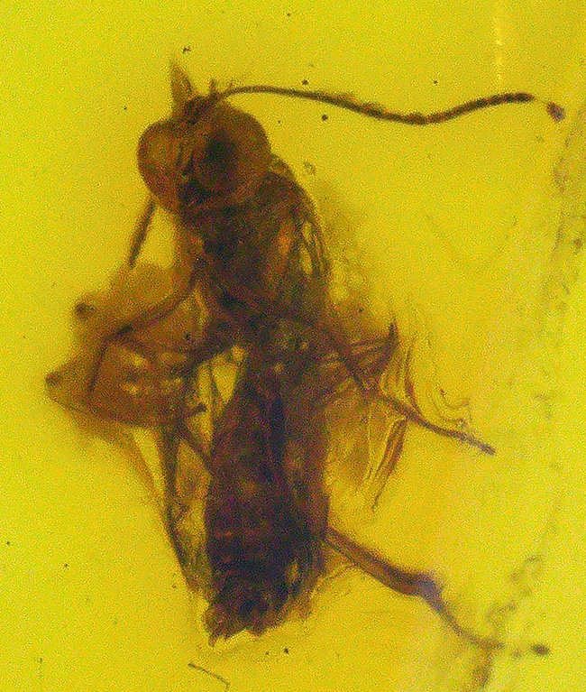 ベリーレア!希少なヒメバチ科の虫を内包したバルト海産の琥珀(Amber)(その1)