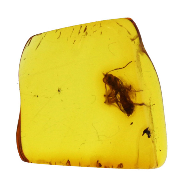 ベリーレア！希少なヒメバチ科の虫を閉じ込めたバルト海産の琥珀（Amber）（その2）