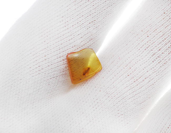 ベリーレア!希少なヒメバチ科の虫を内包したバルト海産の琥珀(Amber)(その4)