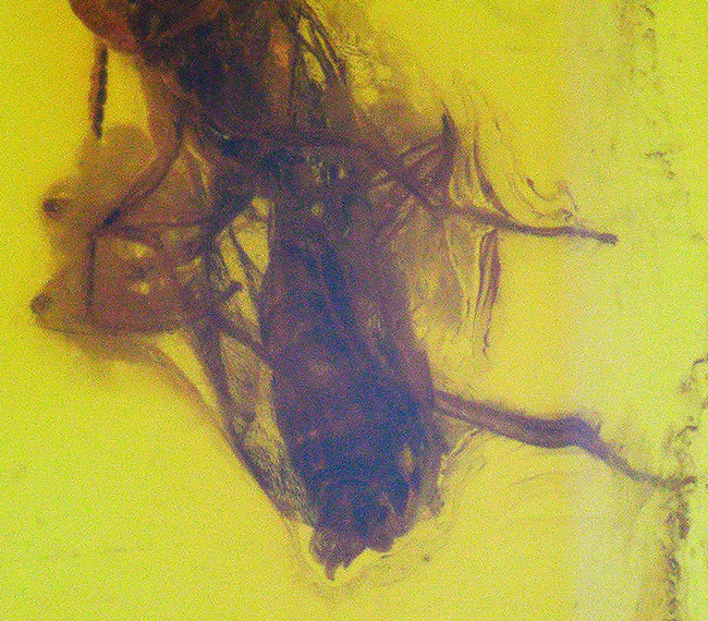 ベリーレア!希少なヒメバチ科の虫を内包したバルト海産の琥珀(Amber)(その6)