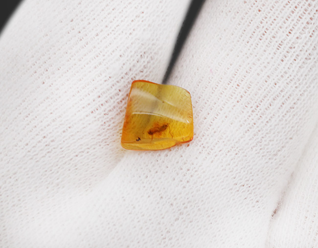 ベリーレア!希少なヒメバチ科の虫を内包したバルト海産の琥珀(Amber)(その7)