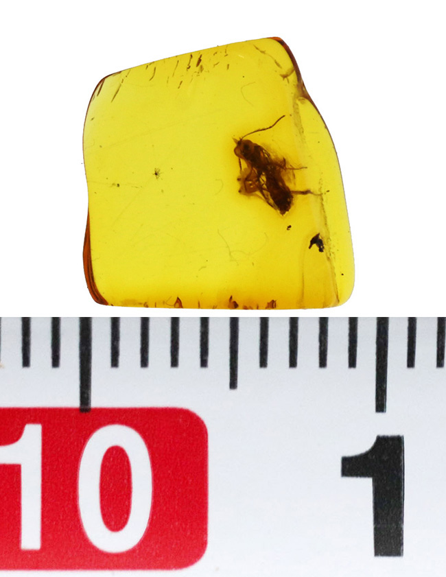 ベリーレア!希少なヒメバチ科の虫を内包したバルト海産の琥珀(Amber)(その8)