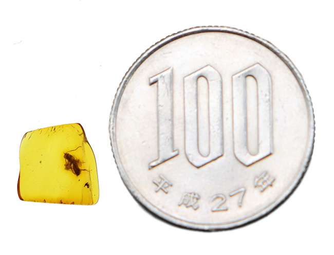 ベリーレア!希少なヒメバチ科の虫を内包したバルト海産の琥珀(Amber)(その9)